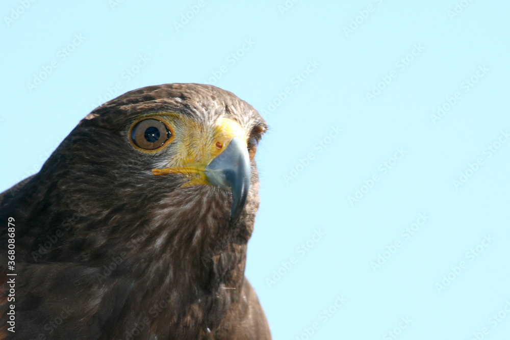 Adler Adler