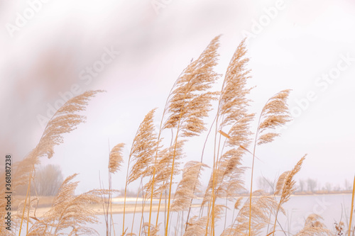 Pampas grass outdoor in light pastel colors. Dry reeds boho style.