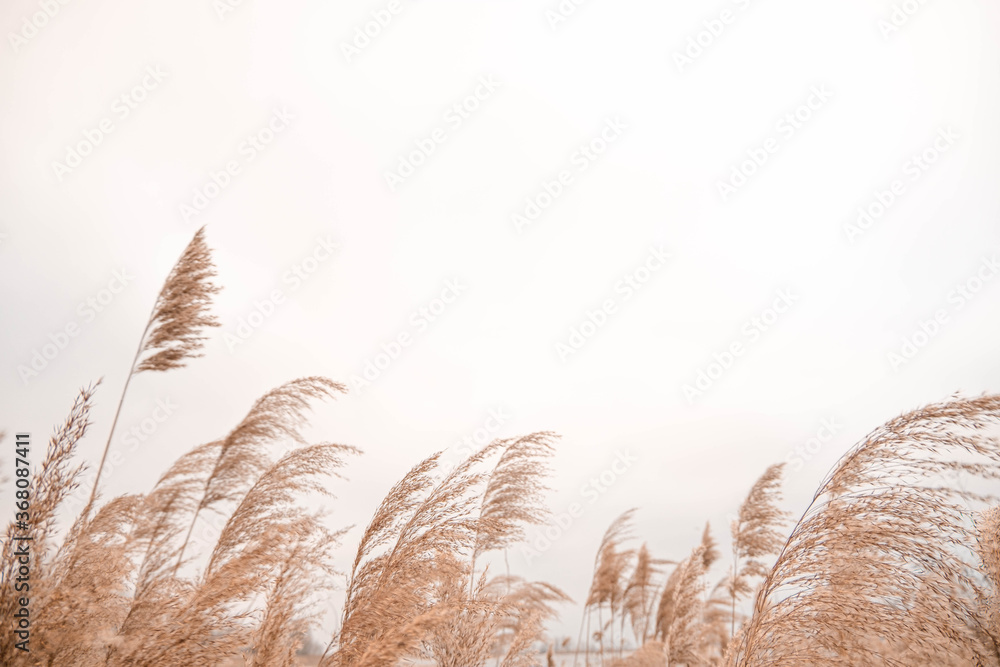 Pampas grass outdoor in light pastel colors. Dry reeds boho style. 	 - obrazy, fototapety, plakaty 