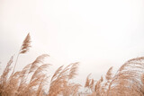Pampas grass outdoor in light pastel colors. Dry reeds boho style. 