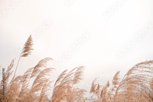 Pampas grass outdoor in light pastel colors. Dry reeds boho style. 	 photo