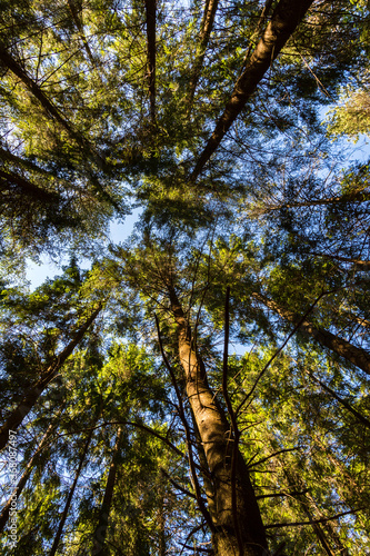 Photo of forest tree crowns against a clear blue sky