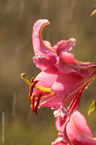 Close up of pink lily flower in the green garden