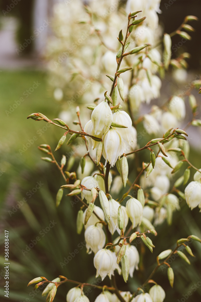 Cream color blossoms on flower stalk, Creamy White Blooms on Flowering Branch with Clear Blue Heavens, Yellowish flowers on blossoming stalk in garden Cream color blossoms on flower stalk, Creamy White Blooms on Flowering Branch with Clear Blue Heavens, Yellowish flowers on blossoming stalk in garden