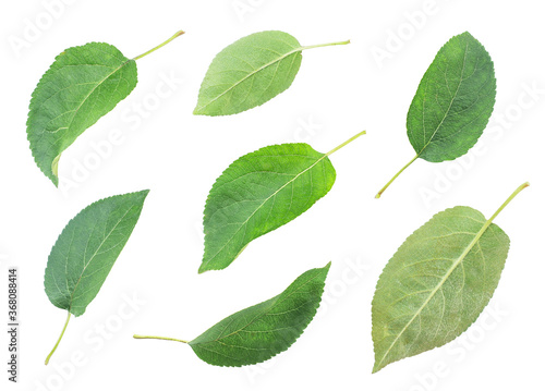 Apple tree leaves set on a white background. Isolated