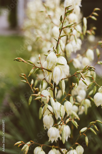 Cream color blossoms on flower stalk, Creamy White Blooms on Flowering Branch with Clear Blue Heavens, Yellowish flowers on blossoming stalk in garden photo