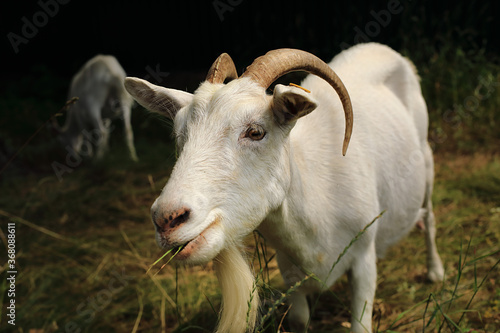 Portrait of funny white goats walking around the village and chewing fresh grass.