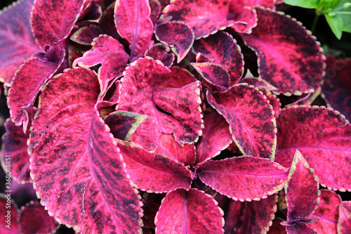 beautiful burgundy plant in the garden. color nature. day light