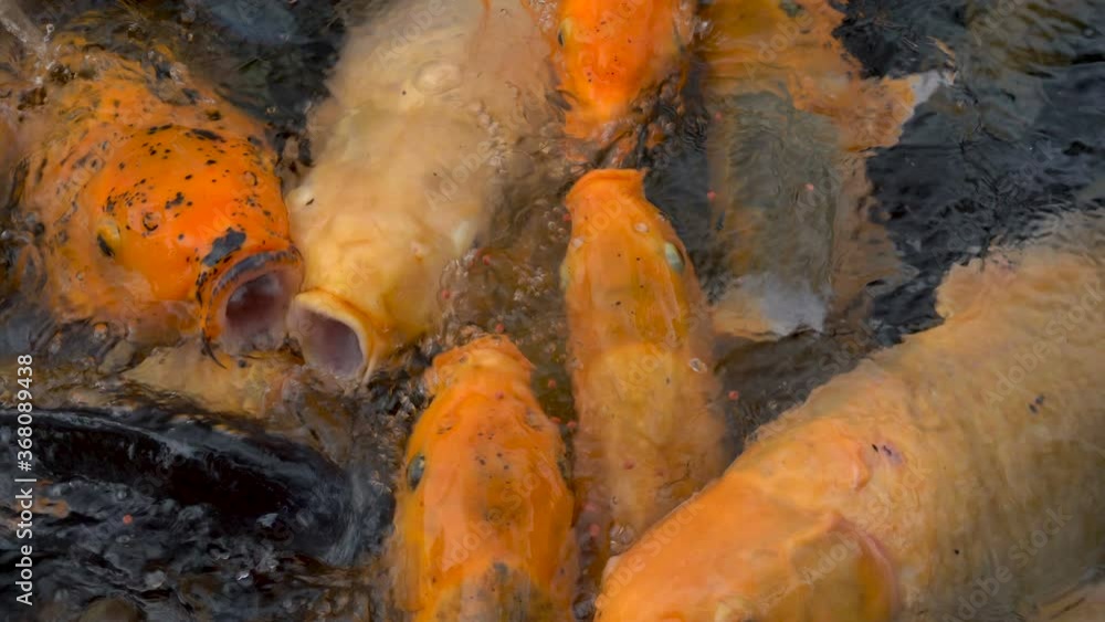 Colorful koi carp fish in a farm pond feeding Colorful koi carp fish in a farm pond feeding