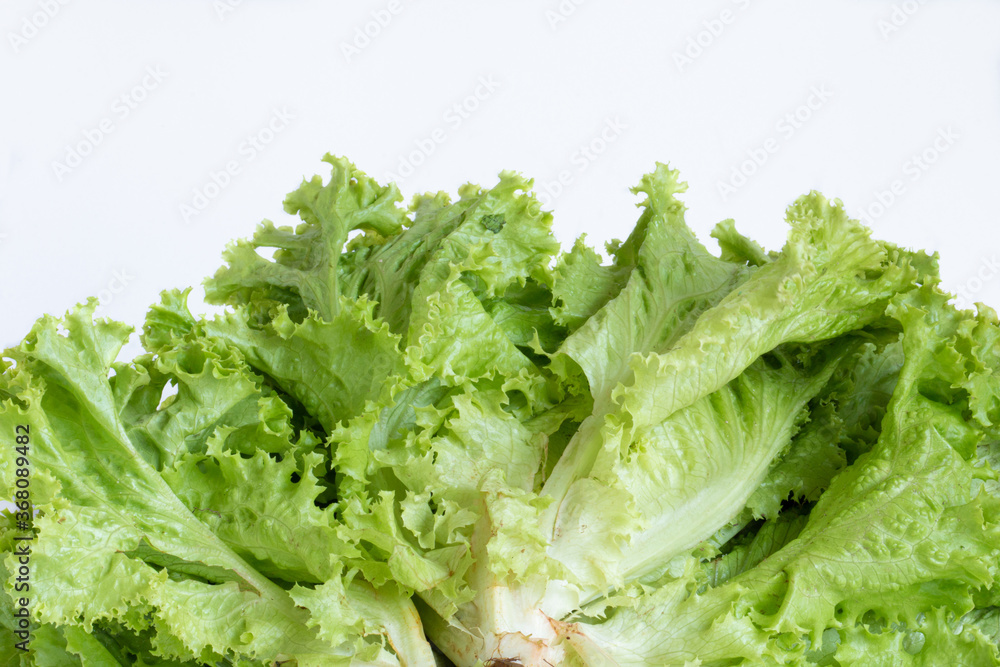Fresh green Lettuce leaves, Salad leaf isolated on white background. Copy space. Fresh green Lettuce leaves, Salad leaf isolated on white background. Copy space.
