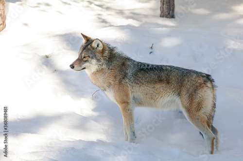 Bild auf Leinwand wolf in snow