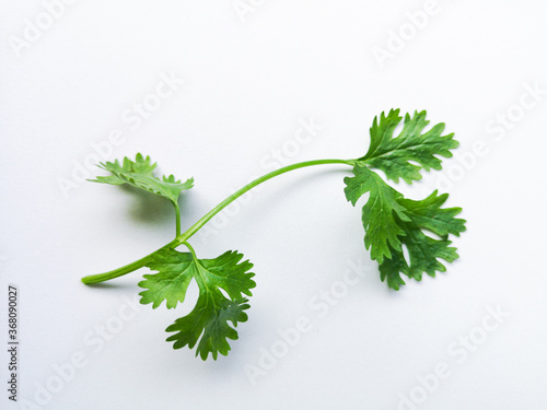 Coriander leaves isolated on white background. Space copy.