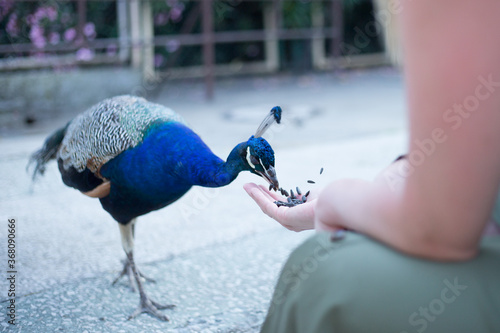beautiful girl feeds a peacock in the park, cute baby.
