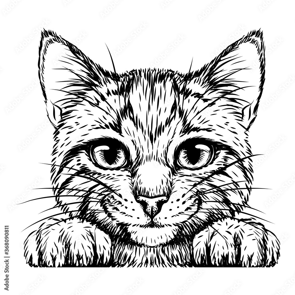 Kitten. Wall sticker. Black and white, graphic, artistic drawing of a cute striped kitten is pretty squinting. Kitten. Wall sticker. Black and white, graphic, artistic drawing of a cute striped kitten is pretty squinting.
