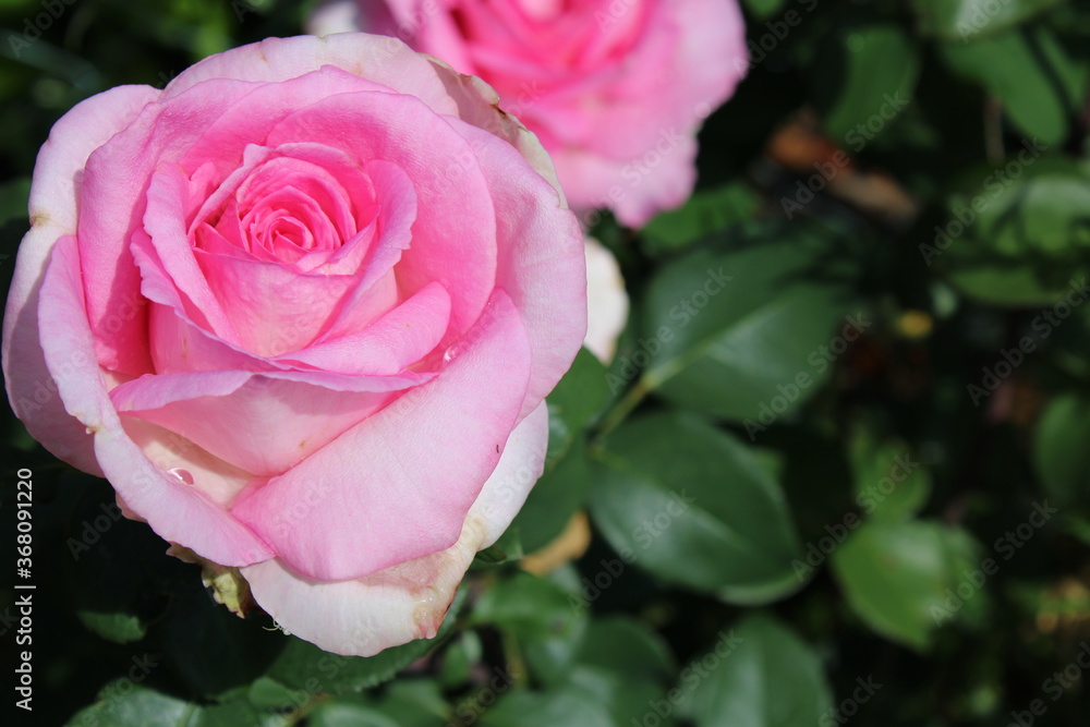 Rosa Rose Rosa Rose