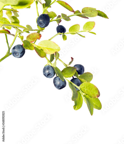 Wild blueberries branch.