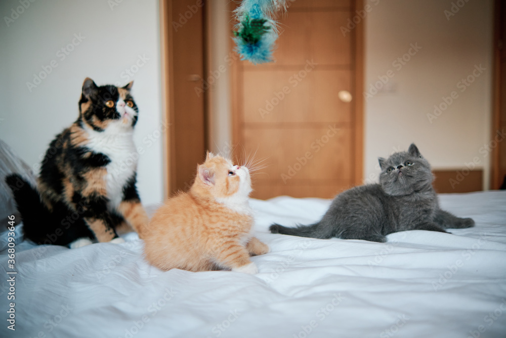 young little cats playing on top of the bed