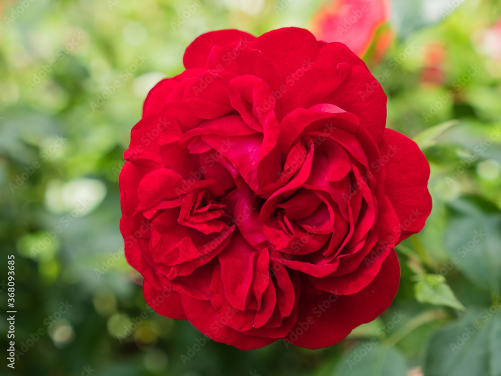 Nahaufnahme einer roten Strauchrose, volle Blüte Nahaufnahme einer roten Strauchrose, volle Blüte