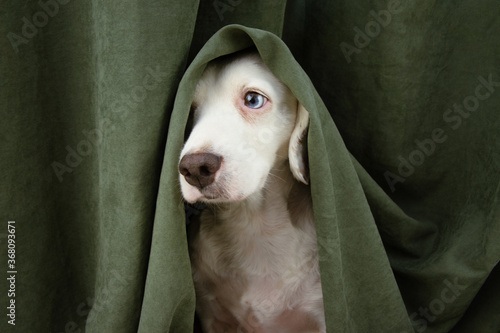 Konstfotografi Scared or afraid puppy dog wrapped with a green curtain.