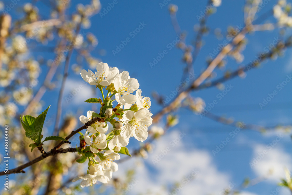 White cherry flowers bloom in spring on the tree. White cherry flowers bloom in spring on the tree.