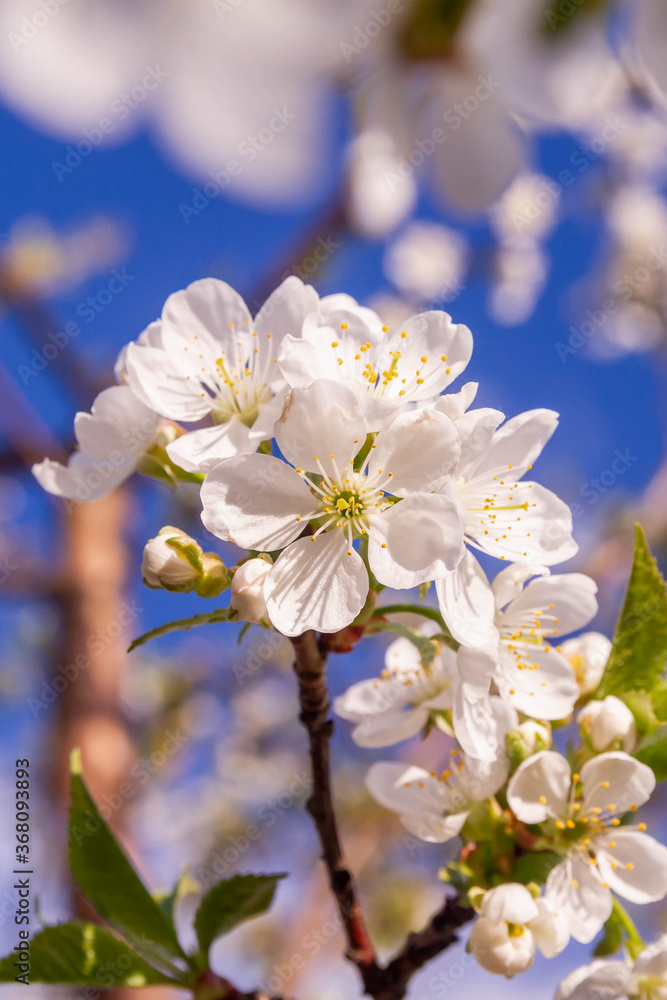 White cherry flowers bloom in spring on the tree. Spring flowers against the blue sky. Blooming garden in spring. Abundant beautiful flowering trees.