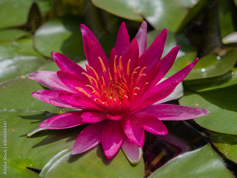 pinkfarbene Seerosen-Blüte geöffnet, auf einem Teich pinkfarbene Seerosen-Blüte geöffnet, auf einem Teich