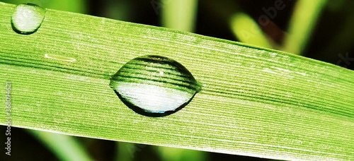 water drop on leaf
