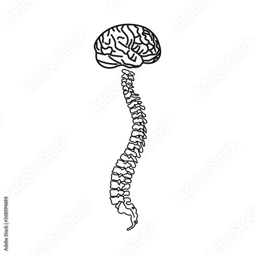 Vertebral Column of Human Body Anatomy infograpic diagram including all vertebra cervical thoracic lumbar sacral and coccygeal for medical science education and healthcare