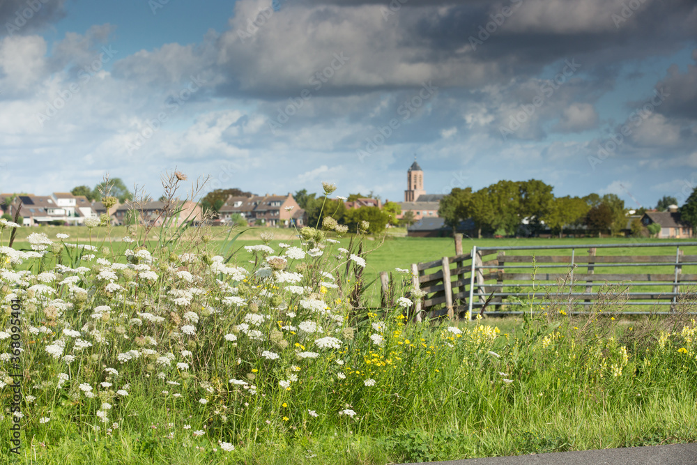 Close up of European carrot, Daucus carota, against background of summer meadows and buildings with church Woudse Dom in the village of Rijnsaterwoude against sky with dark clouds