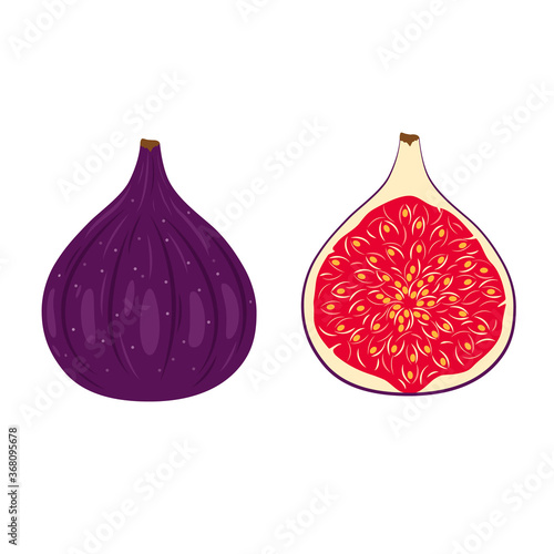 Purple figs whole and half. Fruit isolated on a white background. Stock vector illustration.