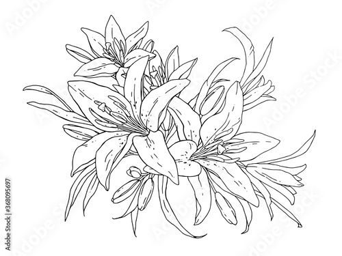 Lilies flowers monochrome vector illustration. Beautiful draw of tiger lilly isolated on white background. Element for design of greeting cards and invitations