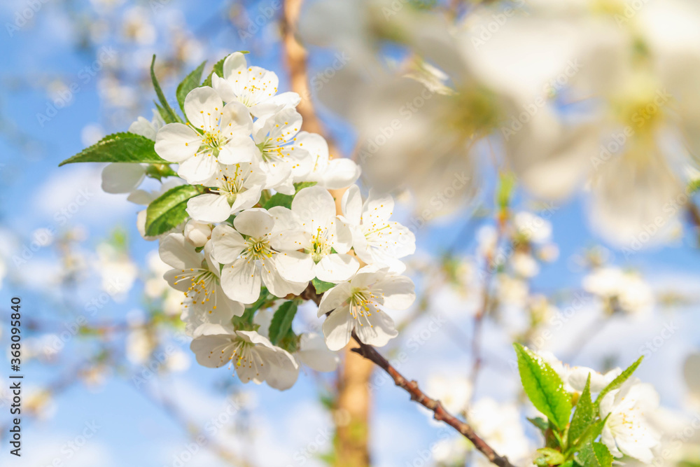 White cherry flowers bloom in spring on the tree. Spring flowers against the blue sky. Abundant beautiful flowering trees on a Sunny day.