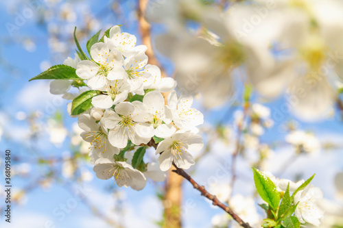 White cherry flowers bloom in spring on the tree. Spring flowers against the blue sky. Abundant beautiful flowering trees on a Sunny day.