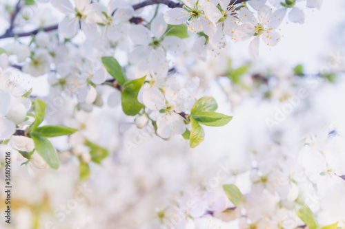 A cherry blossoms composed of aggregates that grow on the thinnest branches of cherry blossom's tree. © Olga
