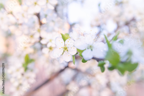 Spring background of white cherry blossoms on tree branches.  Beautiful bokeh and glare of the sun.