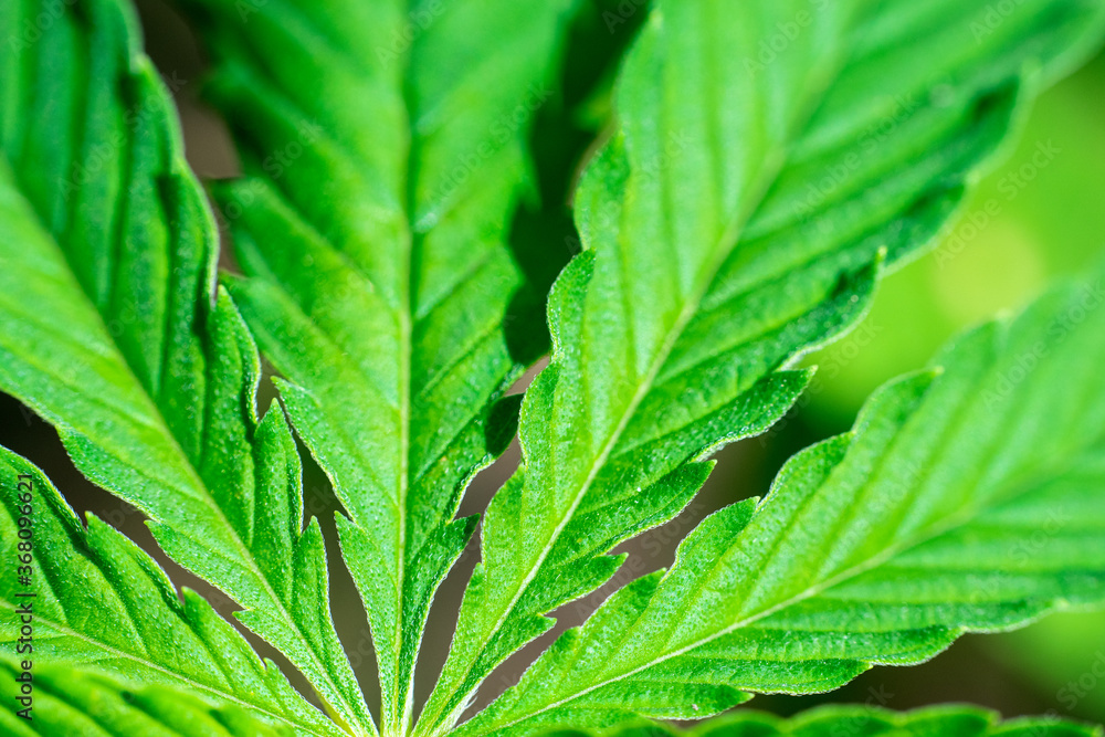 close up of green cannabis leaf close up of green cannabis leaf