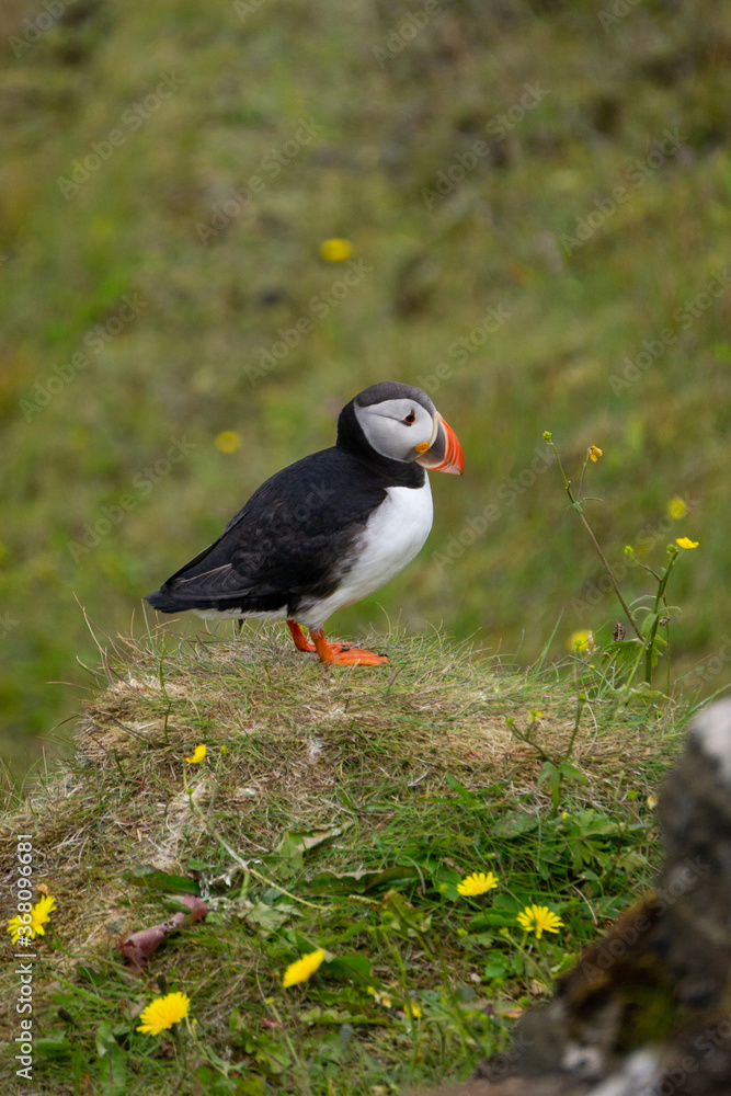 Obraz premium The incredibly beautiful atlantic puffin - Iceland´s most iconic bird. 