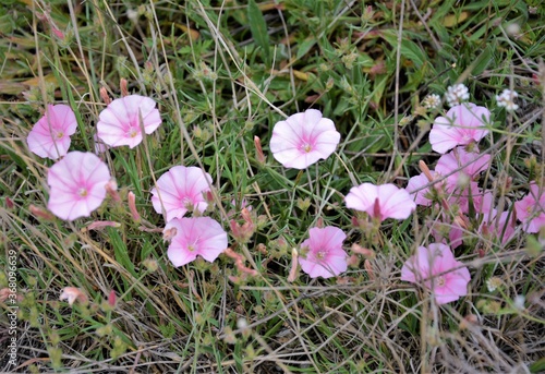 Pale pink wildflowers