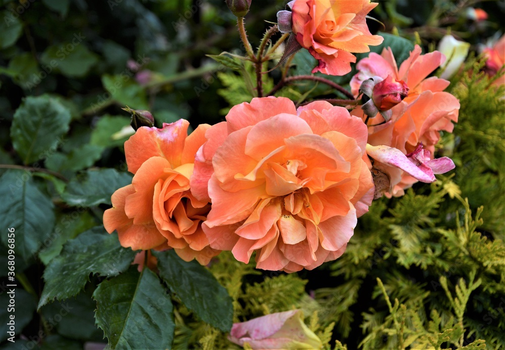 Blooming branch of bright roses Blooming branch of bright roses