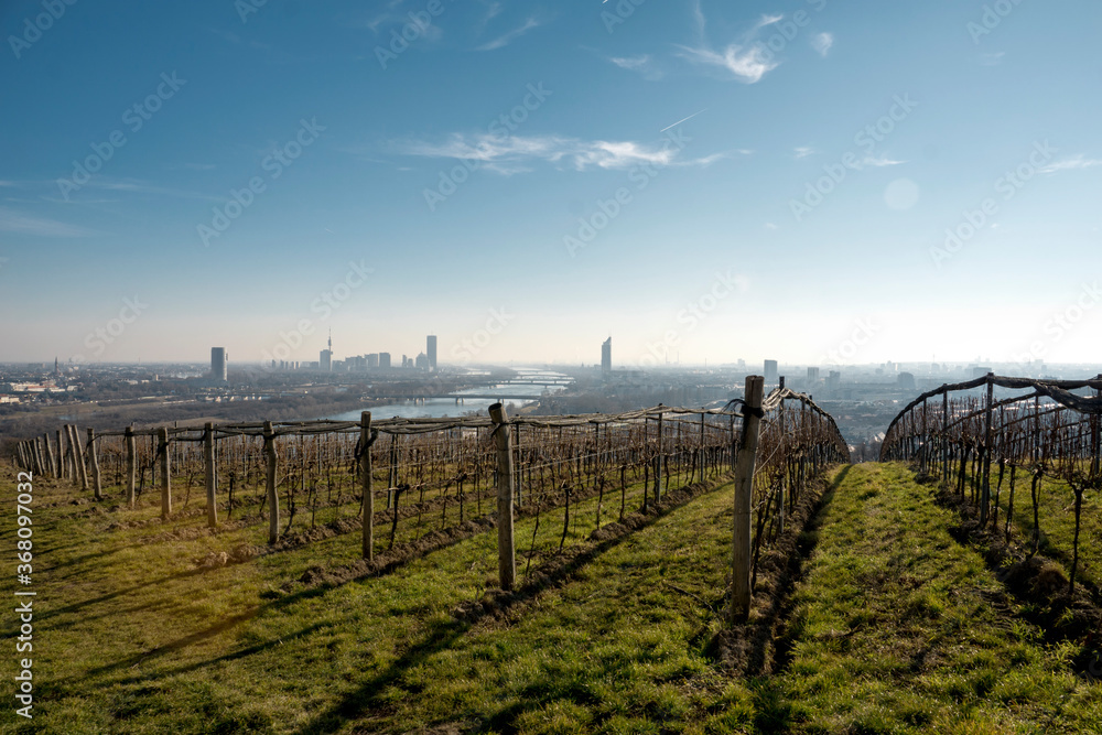 Weinbau bei Wien