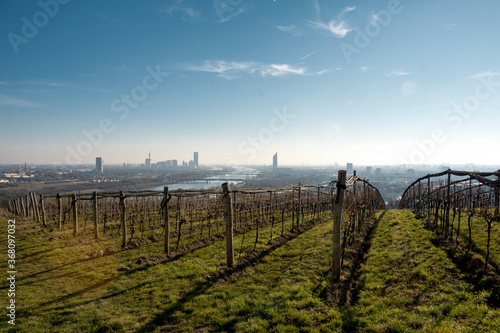 Weinbau bei Wien