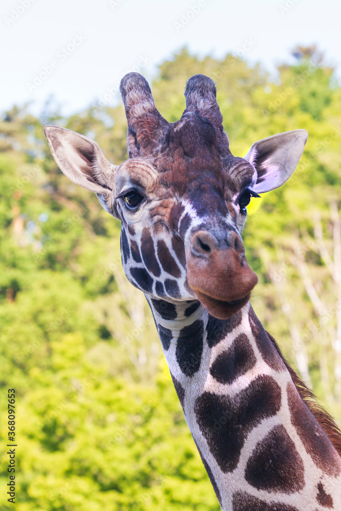 Fototapeta premium Rothschild's Giraffe - Giraffa camelopardalis rothschildi - head portrait. The background is blurred with a photo style and the photo has a nice bokeh.