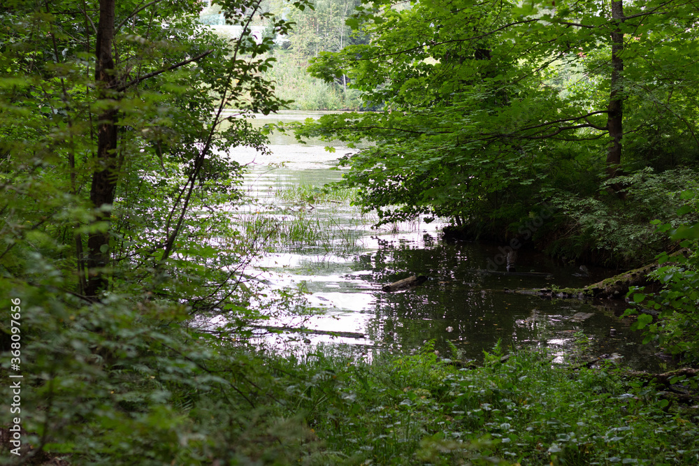 Obraz premium river bank in the forest in summer day with green trees and grass