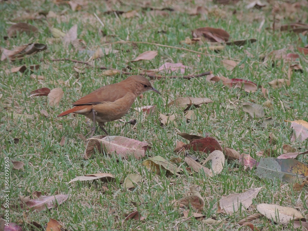 joão de barro no jardim joão de barro no jardim