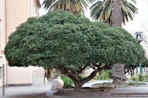 Beautiful shot of pittosporum tobira plant photo