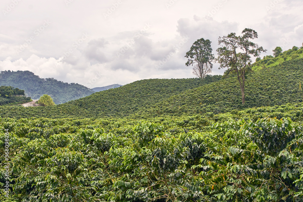 Colombian coffee plantation in the Andean valleys. Chinchiná, Caldas, Colombia.Coffee cultural landscape, a World Heritage Site.