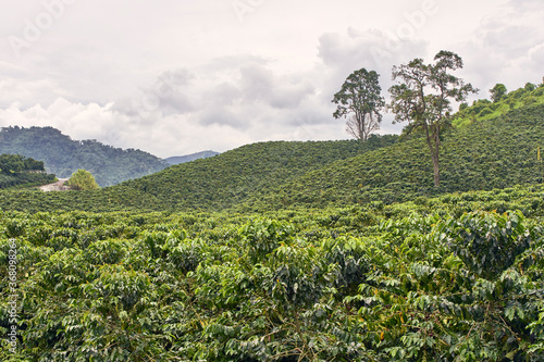 Colombian coffee plantation in the Andean valleys. Chinchiná, Caldas, Colombia.Coffee cultural landscape, a World Heritage Site.