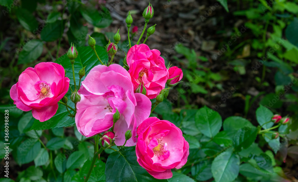 Beautiful fresh roses in the Park. A large rose inflorescence on a Garden Bush. flowers for postcards and projects