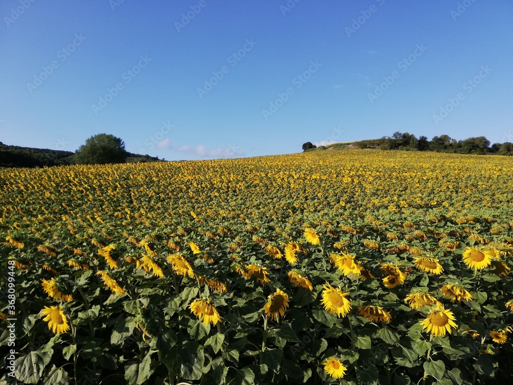 field of sunflowers