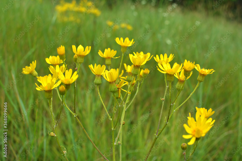Obraz premium Senecio blooms in the wild